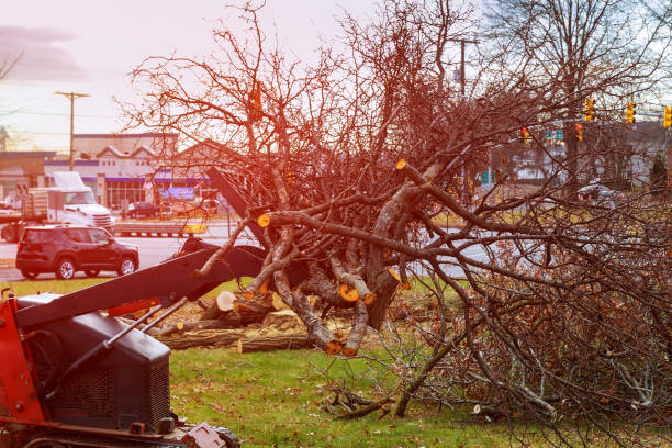 Best Firewood Processing and Delivery  in Lexington, VA